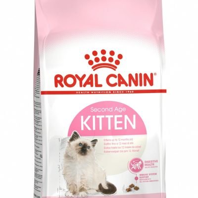 16-kittens-b1