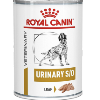 royal yrinary dog wet